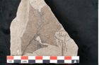 Foto (Detailansicht) von Plantae indet.  (NHMW-GEO-2024-0188-11453)